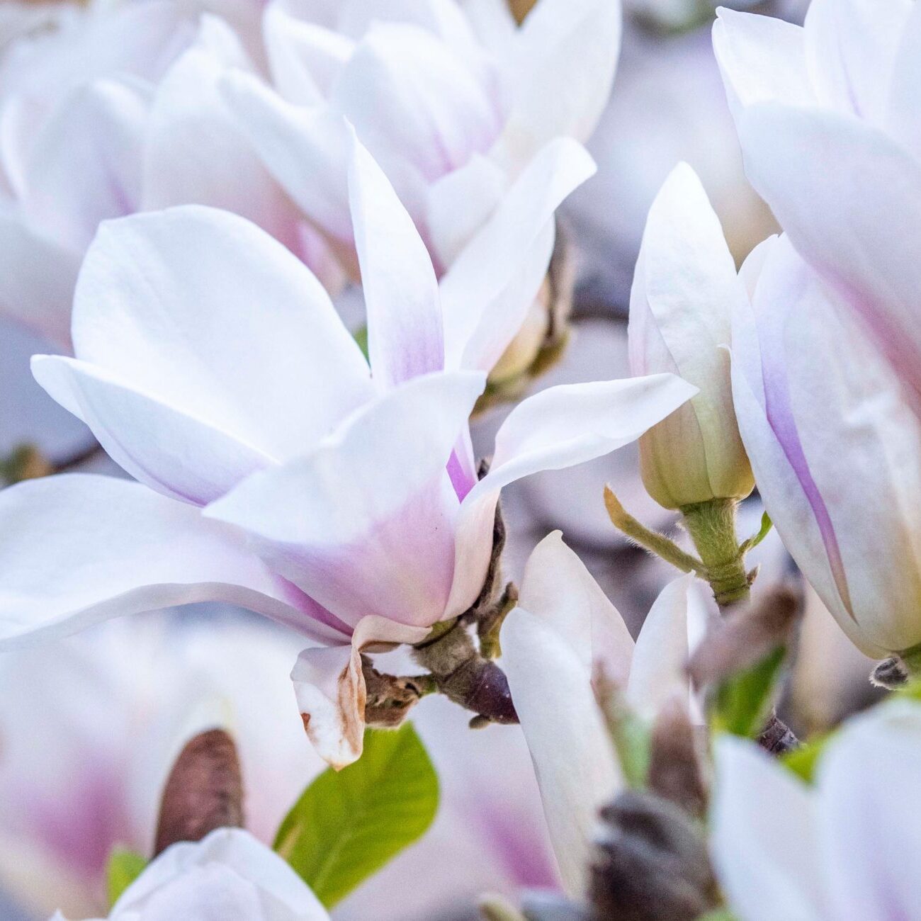 flor de magnolio