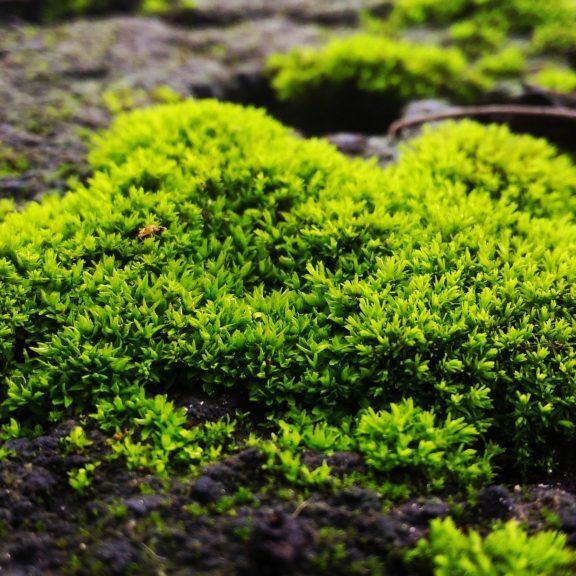 moss